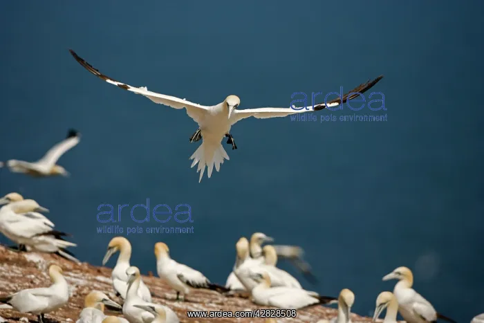 : Northern Gannet - In flight coming in to land : Northern Gannet - In flight coming in to land