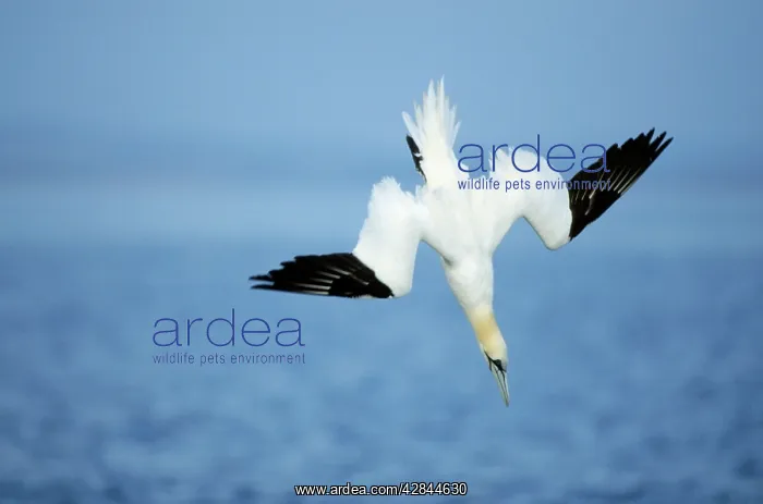 : Northern GANNET - in flight, diving at sea : Northern GANNET - in flight, diving at sea