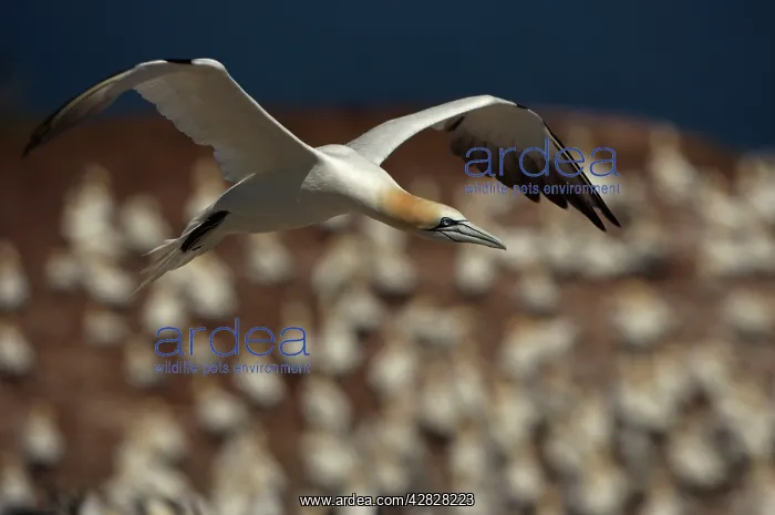 : Northern Gannet - In flight - Six foot wingspan : Northern Gannet - In flight - Six foot wingspan