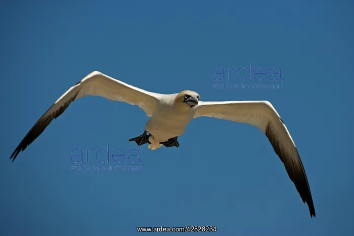 : Northern Gannet - In flight - Six foot wingspan : Northern Gannet - In flight - Six foot wingspan
