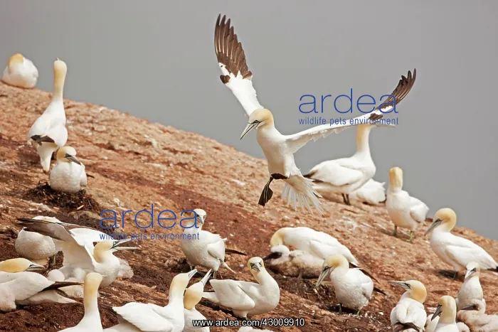: Northern Gannet in flight at nesting colony : Northern Gannet in flight at nesting colony
