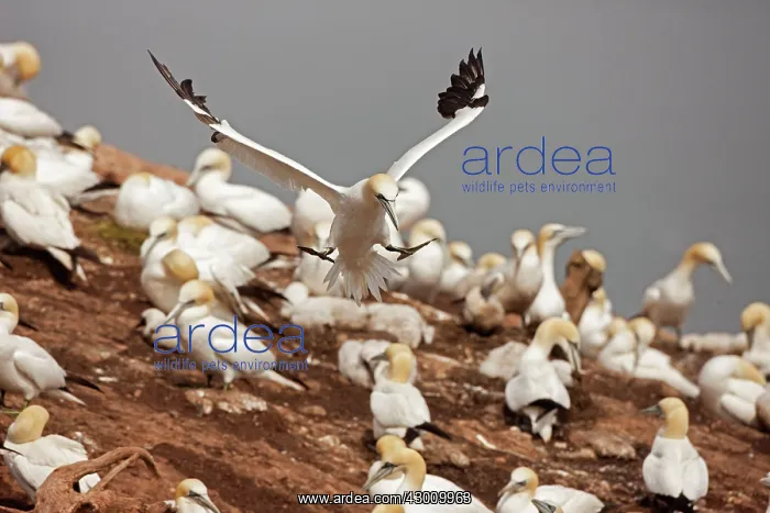 : Northern Gannet in flight at nesting colony : Northern Gannet in flight at nesting colony