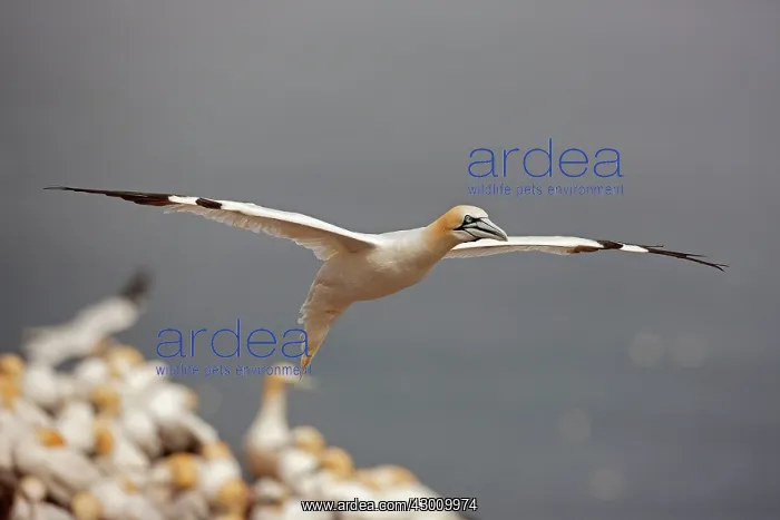: Northern Gannet in flight at nesting colony : Northern Gannet in flight at nesting colony