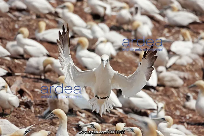 : Northern Gannet in flight at nesting colony : Northern Gannet in flight at nesting colony