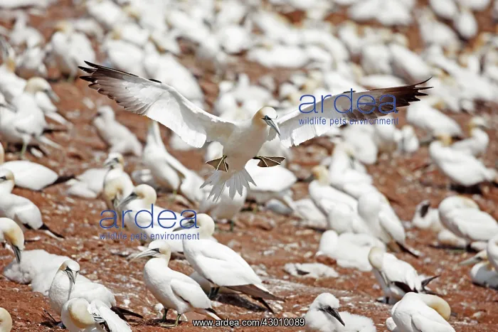 : Northern Gannet in flight at nesting colony : Northern Gannet in flight at nesting colony