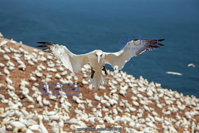 : Northern Gannet in flight at nesting colony : Northern Gannet in flight at nesting colony