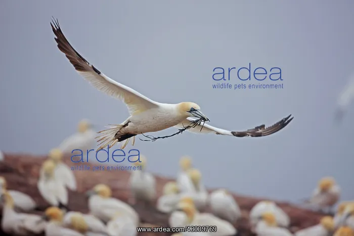 : Northern Gannet in flight with nesting material : Northern Gannet in flight with nesting material