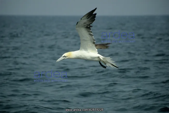 : Northern GANNET - in flight over Sea : Northern GANNET - in flight over Sea
