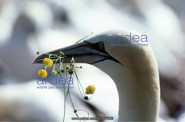 : Northern GANNET - with flowers in beak, courtship offering : Northern GANNET - with flowers in beak, courtship offering