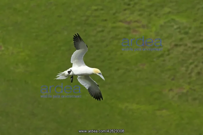 : Northern GANNET - hanging on wind in front of cliffs : Northern GANNET - hanging on wind in front of cliffs