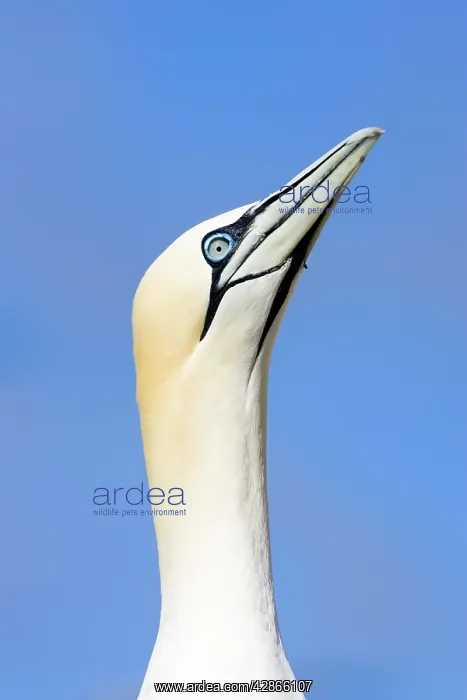 : Northern Gannet - Looking up to greet incoming mate : Northern Gannet - Looking up to greet incoming mate