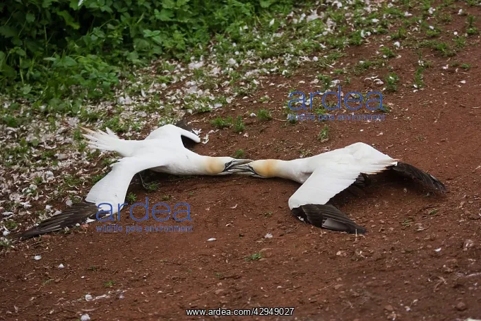 : Northern Gannet - two males fighting to establish : Northern Gannet - two males fighting to establish