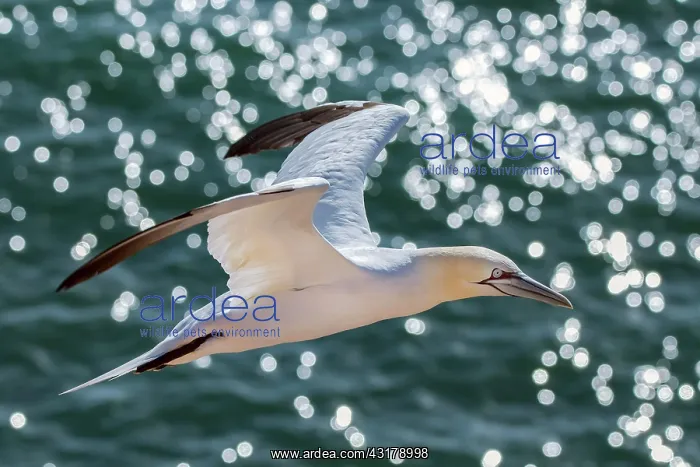 : Northern gannet (Morus bassanus), Helgoland, Schleswig : Northern gannet (Morus bassanus), Helgoland, Schleswig