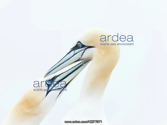  : Northern gannet (Morus bassanus), animal pair, animal