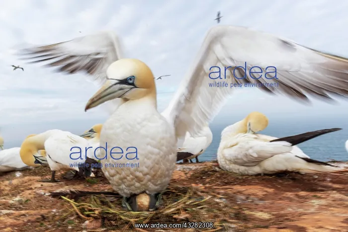 : Northern gannet (Morus bassanus), adult animal at : Northern gannet (Morus bassanus), adult animal at