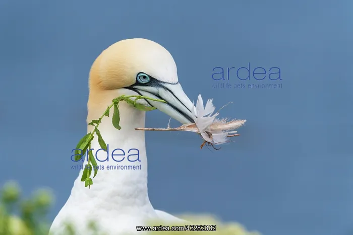 : Northern gannet (Morus bassanus), adult animal with : Northern gannet (Morus bassanus), adult animal with