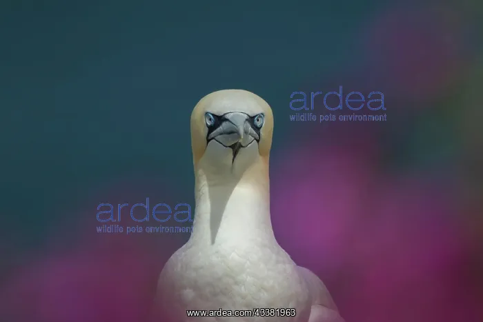 : Northern gannet (Morus bassanus) adult bird amongst : Northern gannet (Morus bassanus) adult bird amongst