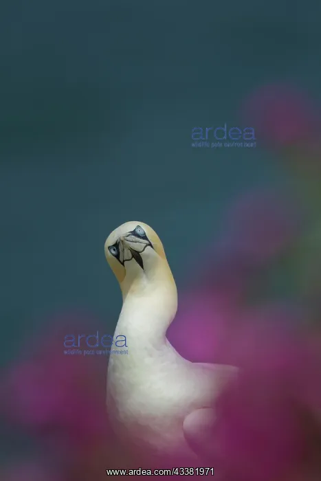 : Northern gannet (Morus bassanus) adult bird amongst : Northern gannet (Morus bassanus) adult bird amongst