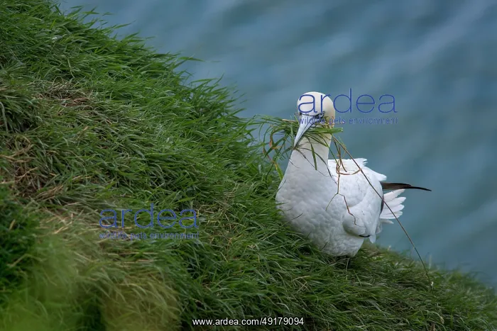 : Northern Gannet (morus bassanus) ~ adult grazing on cliffs ~ Bempton Cliffs : Northern Gannet (morus bassanus) ~ adult grazing on cliffs ~ Bempton Cliffs
