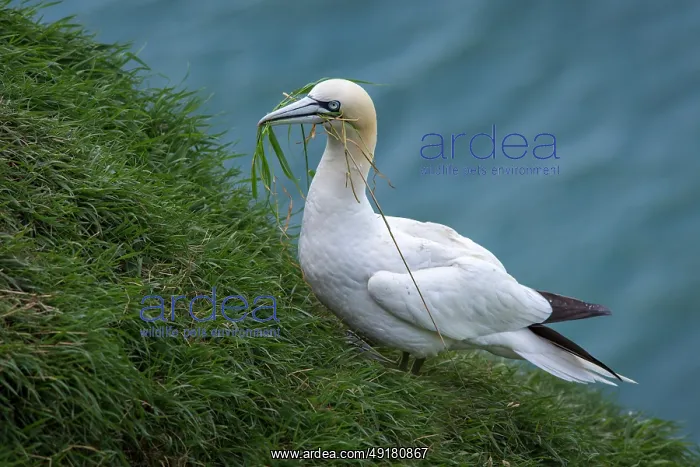 : Northern Gannet (morus bassanus) ~ adult grazing on cliffs ~ Bempton Cliffs : Northern Gannet (morus bassanus) ~ adult grazing on cliffs ~ Bempton Cliffs