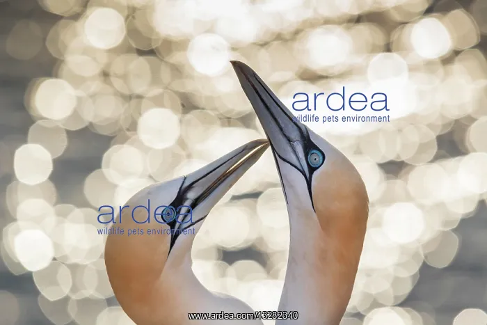 : Northern gannet (Morus bassanus), animal pair at : Northern gannet (Morus bassanus), animal pair at