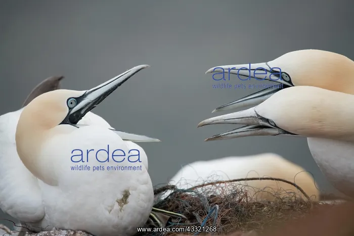 : Northern gannet (Morus bassanus), two animals fighting : Northern gannet (Morus bassanus), two animals fighting