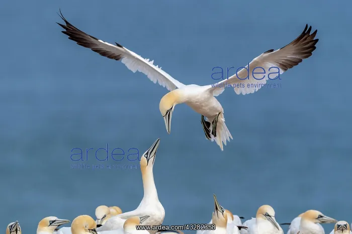 : Northern gannet (Morus bassanus) approaching, colony : Northern gannet (Morus bassanus) approaching, colony