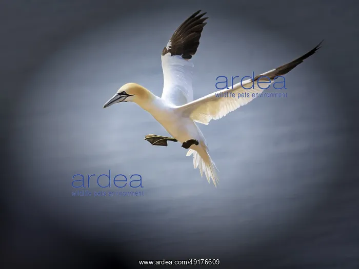 : Northern gannet (Morus bassanus) on bird cliffs : Northern gannet (Morus bassanus) on bird cliffs