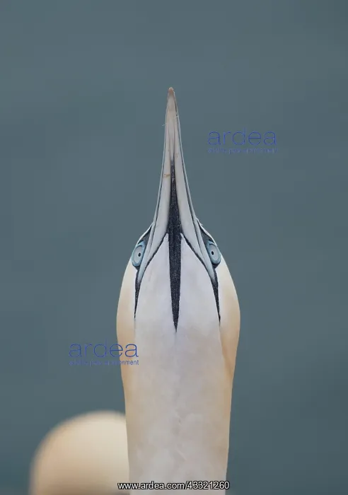 : Northern gannet (Morus bassanus), bird observing : Northern gannet (Morus bassanus), bird observing