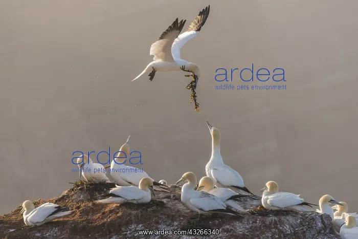 : Northern Gannet (Morus bassanus) carries nestin : Northern Gannet (Morus bassanus) carries nestin