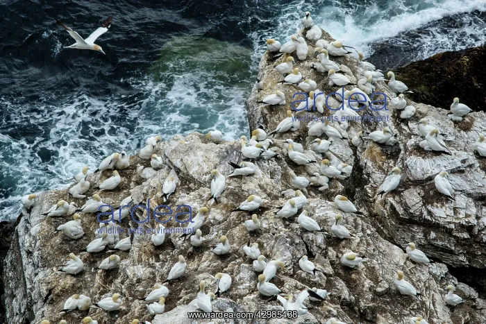 : Northern Gannet (Morus bassanus) - on cliff - : Northern Gannet (Morus bassanus) - on cliff -