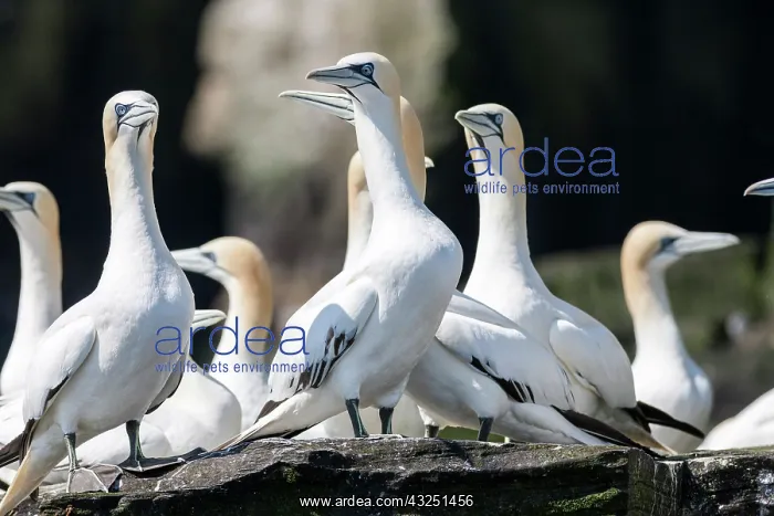 : Northern Gannet (Morus bassanus), cliffs : Northern Gannet (Morus bassanus), cliffs