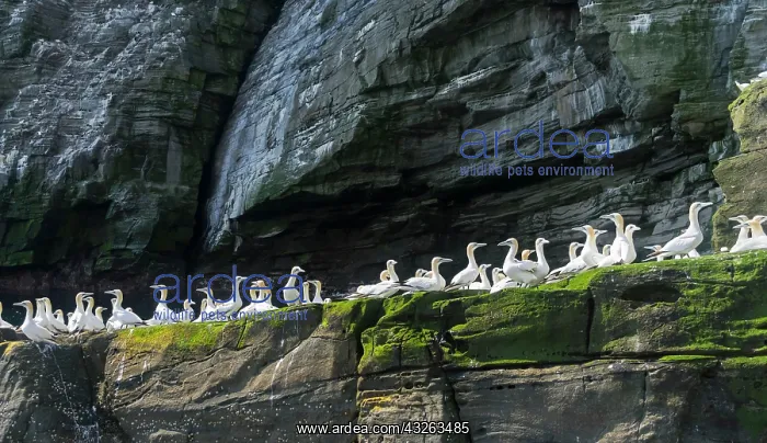 : Northern Gannet (Morus bassanus), cliffs : Northern Gannet (Morus bassanus), cliffs
