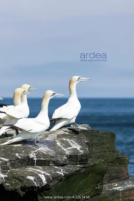  : Northern Gannet (Morus bassanus), cliffs
