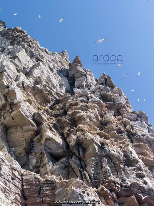 : Northern Gannet (Morus bassanus), cliffs : Northern Gannet (Morus bassanus), cliffs