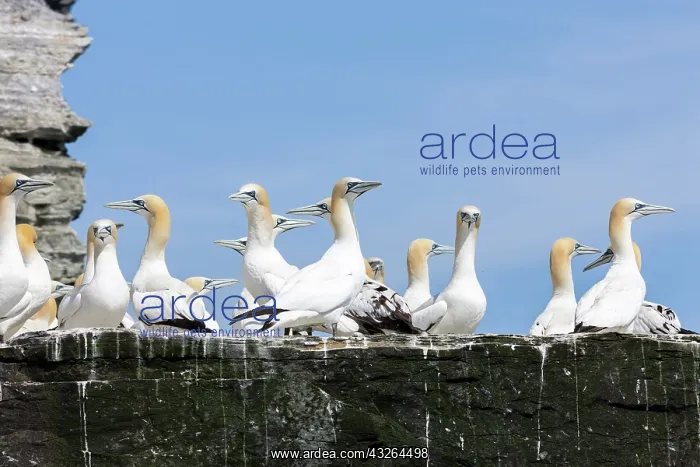 : Northern Gannet (Morus bassanus), cliffs : Northern Gannet (Morus bassanus), cliffs