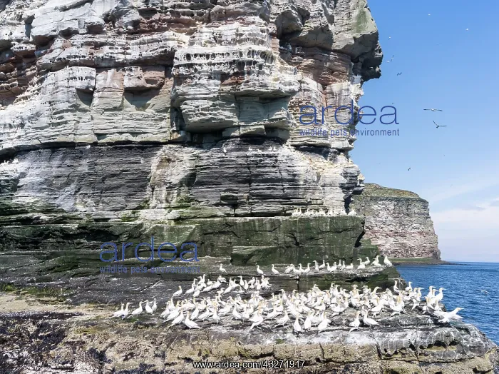  : Northern Gannet (Morus bassanus), cliffs