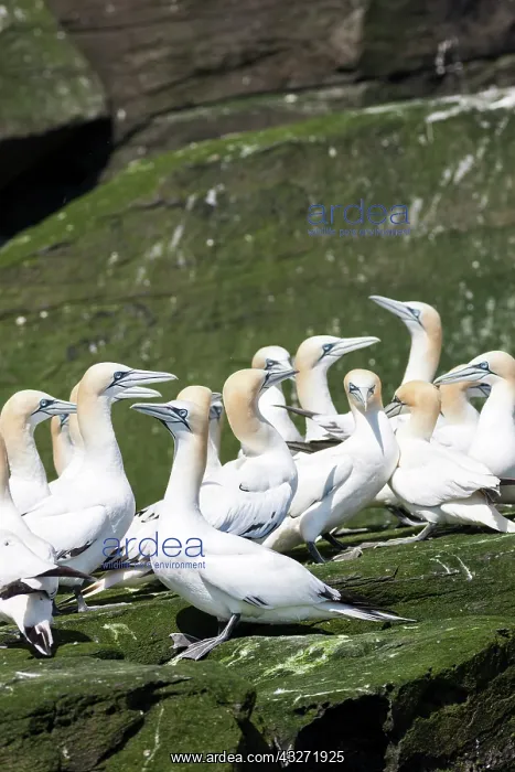: Northern Gannet (Morus bassanus), cliffs : Northern Gannet (Morus bassanus), cliffs