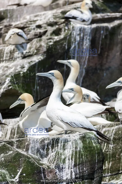 : Northern Gannet (Morus bassanus), cliffs : Northern Gannet (Morus bassanus), cliffs