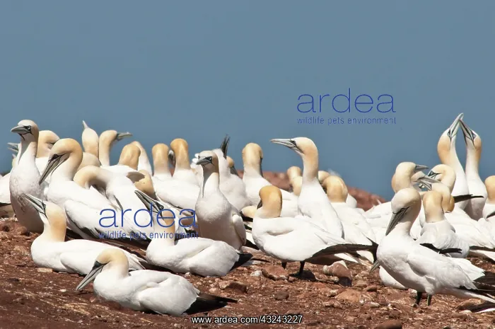: Northern Gannet (Morus bassanus) colony : Northern Gannet (Morus bassanus) colony