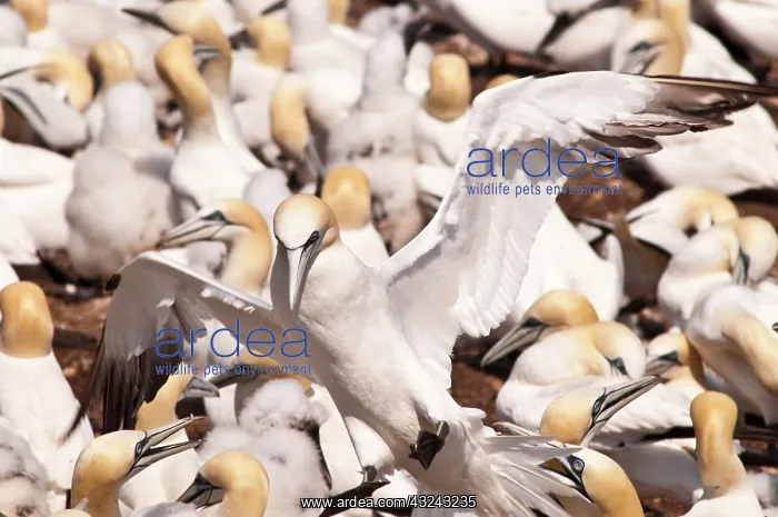 : Northern Gannet (Morus bassanus) colony : Northern Gannet (Morus bassanus) colony