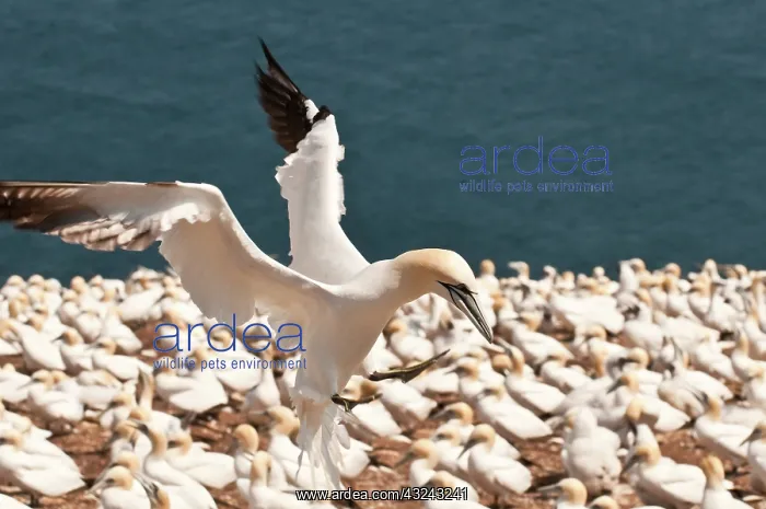 : Northern Gannet (Morus bassanus) colony : Northern Gannet (Morus bassanus) colony