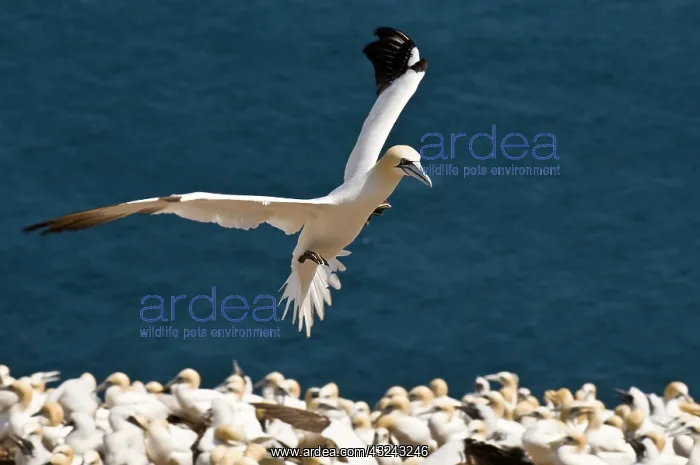 : Northern Gannet (Morus bassanus) colony : Northern Gannet (Morus bassanus) colony