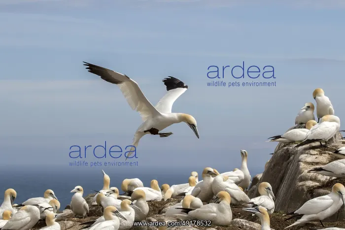 : Northern Gannet (Morus bassanus) colony : Northern Gannet (Morus bassanus) colony