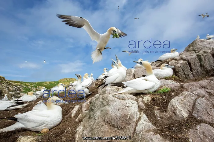 : Northern gannet (Morus bassanus) Colony nesting : Northern gannet (Morus bassanus) Colony nesting