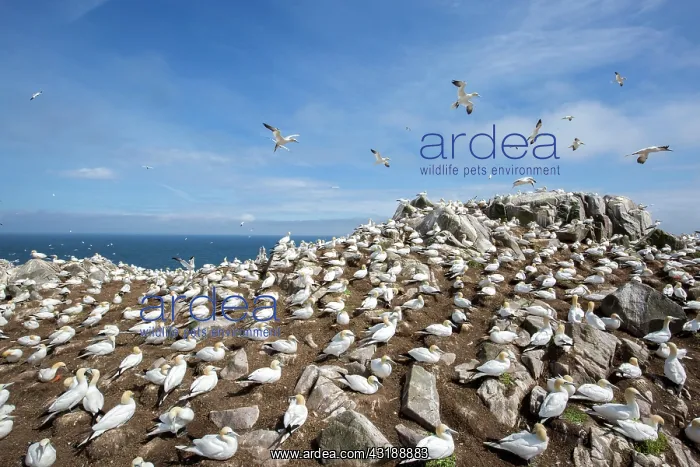 : Northern gannet (Morus bassanus) Colony nesting : Northern gannet (Morus bassanus) Colony nesting