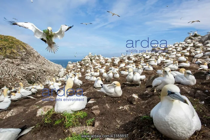 : Northern gannet (Morus bassanus) Colony nesting : Northern gannet (Morus bassanus) Colony nesting