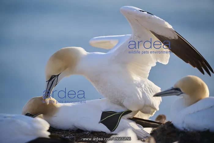 : Northern gannet (Morus bassanus) couple having a love game : Northern gannet (Morus bassanus) couple having a love game