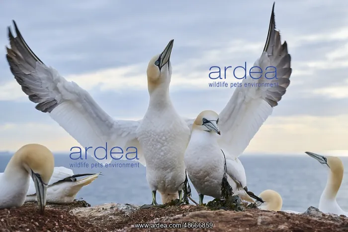 : Northern gannet (Morus bassanus) couple standing on the : Northern gannet (Morus bassanus) couple standing on the