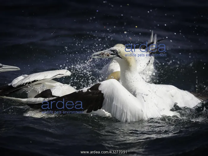 : A Northern Gannet (Morus bassanus) emerges with : A Northern Gannet (Morus bassanus) emerges with